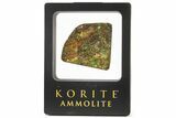 Iridescent Ammolite (Fossil Ammonite Shell) - Alberta #242984-1